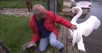 Parents can be fierce when trying to protect their babies.  Watch as this sweet rescue worker attempts to free a baby swan who has been trapped in a chain link fence.  The father swan obviously does not understand the man's intentions and swats at him repeatedly with his strong wings.  Although bruised, the man does not give up and happily reunites baby with family.