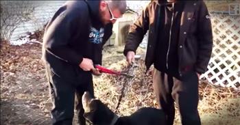 When the Guardians of Rescue found Bear the dog chained up in a backyard, they couldn't just leave him there. After talking to his owners, they discovered Bear had been chained like that for 15 years! Thankfully they convinced the owner that Bear deserved better.  Take a look as Bear embraces his second chance at life. <3