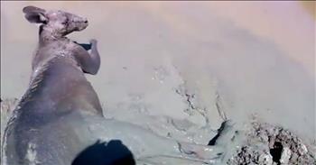 This poor kangaroo has been rendered immobile after being stuck in a mud dam.  His muscles have atrophied and his skin is infested with leeches, but these wonderful rescue workers have pulled him to safety and rehabilitation.  God bless this sweet animal :o