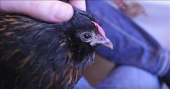 Kippiekip the chicken has it made.  She has a human who adores her and lets her sleep in a warm house, have treats every day and a lovely garden in which to explore.  One day, she disappears.  Watch what happens as her human searches high and low and fears the worst...only to find the best!  <3