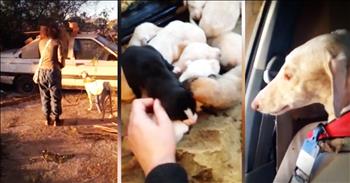 When Lianne Powell found a severely injured dog wandering around the square looking for food, she took her to a local vet. The vet realized that this dog had just given birth so they put a cast on her broken leg and took her back out to find her puppies. Seeing this momma lead them directly to her babies will amaze you. What incredible trust! 