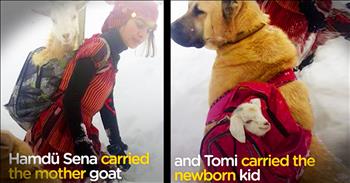 This 11-year-old goatherd was with her dog and her goats on a cold day when one of her goats gave birth in the deep snow. This smart young lady knew just want to do. She grabbed two backpacks and with the help of her incredible dog, carried the mom and brand new baby goat back home. Oh my stars this dog with a baby goat in his backpack is almost too much for my heart!