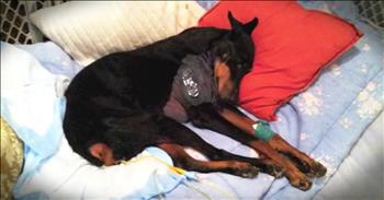 When the Gleeson's returned from their honeymoon they couldn't wait to see their dog, Athena. They were heartbroken when they found she had contracted a terminal condition and of her legs were paralyzed. However, they refused to give up hope, and with time and determination, they got a miracle. Just look at Athena now! 