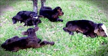 Much like humans, animals can have multiple babies at once. But for cows having more than 2 calfs at one time is very rare. So when one of farmer Jimmy Barling's cows went into labor he was stunned as calf after calf started coming out. Finally he ended up with quadruplets a 1 in over 11 million chance! And how cute are Eeny, Meeny, Miny and Moo?