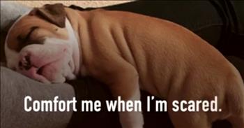 Anyone who is a pet owner for very long eventually figures out their specific pet's body language and 'communication signals'. This touching video shows what our dogs might actually say to us, if they could, and it's a poignant reminder to us of what a gift these creatures are to our lives.