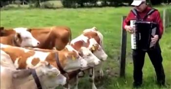 We all know that music soothes the savage beast.  Cows are maybe not so savage, but it turns out that they love a good polka!  Watch as these sweet bovines are completely drawn to the peppy sounds of the accordion.  So adorable!