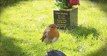 Marie Robinson lost her son, Jack, to cancer about 4 years ago. When she decided to visit his grave on the anniversary of his death, she noticed a red robin joined her. The robin was calm and not afraid of Marie. She knew this was a sign from Jack and started to weep. What a beautiful moment!