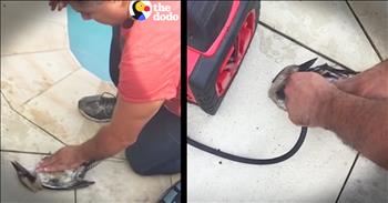 When this dad found a bird drowning his pool he couldn't just let the little guy die. So this dad tried chest compressions to help the little bird spit out the water, but though he tried his best it wasn't working. That's when he knew he had to try CPR. But mouth to mouth wasn't getting enough air into the bird's tiny lungs so he turned to a small air compressor. And when you see this bird come back from the brink of death you'll be wowed. What a hero!