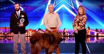 Adorable couple Srah and David took the Britain's Got Talent stage to break a world record. I was super curious what they were going to do and then their giant and adorable dog Hagrid joined them on stage. And this little family went to work to break the world record of a dog catching 10 sausages. I couldn't help but cheer Hagrid on and neither could the judges! Just look at this pup go.