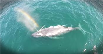 These guys were out on a boat capturing the ocean when they noticed a humpback whale about to surface. As whales come to the surface they blow water out of their blowhole. These guys had their camera rolling when this majestic creature surfaced and blew a rainbow out of its blowhole. What an incredible thing they captured! 