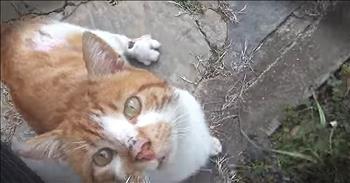 When a stray cat came to this family's doorstep and started to meow, they couldn't ignore his calls. That's when they noticed that his left leg was injured. This family immediately took the cat to the vet for treatment. After just a few days, he was feeling much better. Now this former stray is an official part of the family. What an amazing story to hear!