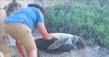 Steve Booker was on vacation in Cozumel, Mexico when he went on a walk to photograph the beautiful sunrise. That's when Steve came across what he thought was a dead sea turtle. His heart broke, but then Steve saw her blink and wiggle a little. 

That's when he knew he had to help! So he set down his camera and helped roll the poor turtle over. Thankfully, this Good Samaritan stayed with the injured turtle until she was able to get back into the water. 

Steve knew that the less he handled her the better off she would be and the less distressed she would become. So he patiently waited and cheered her on as she journeyed back to the ocean. 

God bless this kind man for saving such a beautiful creature!