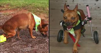 Ryker, a Chihuahua and Beagle mix, was left with his hind legs paralyzed after someone shot him with a BB gun. When the community around him found out about Ryker they decided to come together and give him a better life.

So they got him a tiny, custom-made wheelchair. Ryker immediately took off with his new wheels and has been enjoying his mobile life. And to make things even better, Ryker is living a beautiful life with his foster mother, just like he deserves. 

What a great story for this sweet guy!