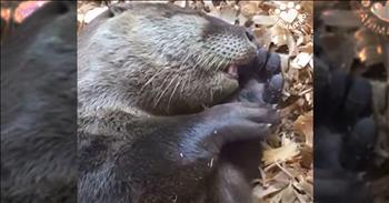 Sea Otter A Cute Otters Funny Otters Compilation Video Asian Otter