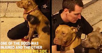 While out on patrol, officer Patrick Hennessey noticed two abandoned and injured pit bulls on the side of the road. One of the dogs was badly injured and the other refused to leave their side.

That's when Officer Hennessey stopped his vehicle and rushed to their aide. He comforted the terrified dogs until further help could arrive. And when the Internet saw the precious picture of this officer cuddling the dogs, everyone commented on his selfless act. 

These beautiful creatures are now safe and sound at the animal shelter as they work to regain their health and find their forever home. Thank you Officer Hennessey for your amazing service!