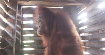 This poor orangutan lived in a box for 2 weeks. A farmer found the little girl near his land and locked her up in the box. Eventually, he decided to call rescuers to come get the orangutan. 

Thankfully, this kind group arrived just in time and freed sweet Isin. She was so scared at first, but once she realized that everyone was here to help her, she began to calm down. 

Finally free from her cage, Isin is now getting the love and care that she deserves. Once her health improves, Isin will be released back into the wild to live out her days. God bless these rescuers and their selfless acts of kindness.