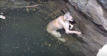 This poor dog was fighting for her life after falling in a deep well. She was losing her strength when a villager saw her and called in a rescue. 

When they arrived, they saw this scared dog treading water. She could have been swimming for hours. Thankfully, a kind man rappelled down the well and brought this dog up to the surface. 

Now, this sweet animal is being cared for as she recovers. I'm so glad there are still such Good Samaritans in the world. Prayers for this pup as she finds her forever home. 