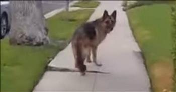 Funny German Shepherd Plays Hide And Seek