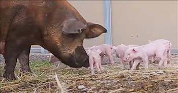 Pregnant Pig Jumps Out Of Truck To Save Babies