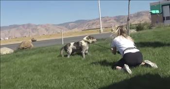 An abandoned dog's story is going viral all over the Internet. Gershwin's story started to unfold when someone dropped him off in the middle of nowhere without any food or water. 

Thankfully, a Good Samaritan noticed this poor dog living behind a gas station building and immediately called Hope For Paws. When the rescue team arrived, they jumped straight into action. One of the rescuers, sat down in the grass and waited patiently for the pup to get used to her.

Then, she quietly reached over and put the rescue leash over him. That's when this 110 pound dog got really scared and tried to run away, dragging the woman on the ground with him. But Loreta refused to let go. 

Finally, they were able to get this poor dog calmed down and into the rescue vehicle. Now this sweet pup is happy and healthy. 

What an amazing story! I'm so grateful that the rescue team never gave up on this guy, even when it was tough. Praise the Lord that Gershwin is alright. 