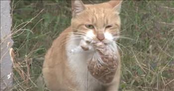 This kind woman's heart nearly broke when she saw all of the hungry stray cats in her neighborhood. So that's when she decided to go out as often as she could to bring the stray cats food. But she noticed that one of the cats, Dong Suk, would only take food if it was left in a bag.  

So each time she brought the other cats food, she made sure to take a special bag for Dong. Finally, she decided to see where Dong was taking all those bags and followed her. It was then that she discovered that Dong had a kitten who she was bringing the food for. 

Dong had actually had 5 kittens but this kitten was her last one left. When this kind woman realized the sacrifice this loving mother cat was making she knew she had to help. So she helped find this momma and her kitten a home with their very own cat house. 

It is so wonderful to see the two of them in a warm house together. What an incredible mom!