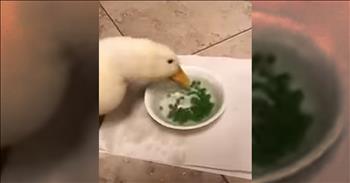Funny Duck Loves To Eat Peas