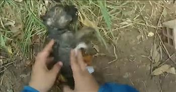 Man Rescues Drowning Puppy And Gives CPR