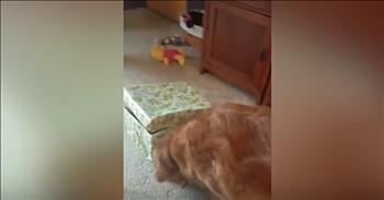 Golden Retriever Opens Box With Puppy Inside