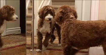 Funny Dog Cannot Figure Out The Mirror