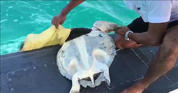When this small aircraft spotted a helpless animal in the ocean, they knew they needed to step in a help. That's when these brave rescuers landed the plane in the water to reach the poor sea turtle. The turtle was all tangled up in trash and could not swim properly. 

Thankfully, these men arrived just in the nick of time and scooped the turtle out of the water. They weren't unable to free him on the water, so they had to take the turtle to land where the netting was finally cut off. Then, the rescued creature was walked back to the water and set free again. 

I was so happy to see him easily swim away! I am so amazed at the hearts of these rescuers to land a plane in the water to save this poor sea turtle. Without their help, there's no doubt this turtle would not have lasted long. 

This was definitely one of those edge-of-your-seat rescues but I'm so thankful that it all turned out okay. God bless these rescuers!