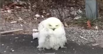 There is something so powerful about the moment when people see one of God’s creatures in trouble and decide to step in to help. And that is exactly what happened one day when Ashley Albright was driving. 

Ashley noticed there was a snowy owl just sitting on the side of a busy road. She knew something had to be wrong so she pulled over to see what was going on. As soon as she saw the owl she knew he had been hit by a car and was badly injured. The poor owl was terrified but he followed her as if he could sense that she was there to help him. 

The injured little guy was starving without his ability to fly and hunt for food so Ashley took the owl to the Raptor Rehab Center so that he could get back on his feet. Because of his injuries, this poor owl had become blind in one eye and his feathers were singed. 

Thankfully, the folks at the rescue knew exactly how to help this little man heal. It is going to be a long road to recovery but they are hoping that he will be able to learn to hunt with his good eye so that he can return to the wild. But regardless of what his future holds, this owl got a second chance at life because of one kind Good Samaritan. 

God bless Ashley for pulling over and hoping for the best for this little owl during his recovery. Have you ever rescued an animal like Ashley did?