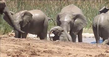 Jenni Smith was on a safari at the Addo Elephant National Park in South Africa when her group stopped to watch a herd of elephants. This group of majestic animals were all playing around a mud pool, trying to stay cool and hydrate. 

That's when Jenni noticed one calf struggling in the water. Within moments, the rest of the herd saw the flustered baby elephant too and that's when they banded together to save this sweet animal. At first, the elephants try to remove some of the water from the pool, but the calf still cannot escape. The more this poor elephant tries to climb out of the mud, the more he just keeps sliding back down. Thankfully, one of the bulls in the pool helped push the baby out while some of the females used their trunks to pull him to dry land. 

Finally, this sweet elephant was safe and completely fine. It's so amazing to see God's creations band together and help one another. The animals He placed on this earth are amazing. Don't you agree?