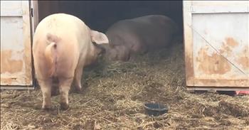 Rescued Pig Brings Lunch To His Brother