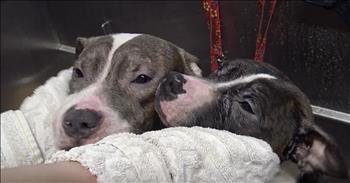 When the amazing people from Hope For Paws heard about two homeless pit bull brothers, they jumped into action. When the crew arrived, they found the dogs walking around on the street. 

Thankfully, they were able to lure them away from the busy intersection with food and moved the dogs into an empty parking lot. The dogs didn't know that these rescuers were there to help, so they were a little apprehensive. When they realized that they were trapped in a gated parking lot, the brothers tried to escape. But these rescuers were able to get secure the dogs and transport them to safety. 

Once the brothers were able to touch, they immediately started to relax. After a bath, these boys were so much happier. They even earned the names Goofy and Pluto. Three days after their rescue these two brothers were like completely different dogs. 

Just look how happy they are together! Now these two can find a loving forever home thanks to the kind people at Hope For Paws.