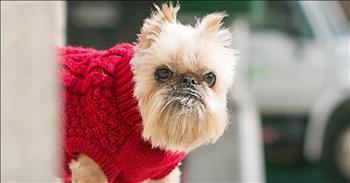 16-year-old Bridgette has been called one of the 'ugliest' Brussels Griffon out there. But this sweet senior dog caught the eye of Danielle Fredericks who knew she wanted to adopt an older dog. 

As soon as she saw Bridgette's face, she knew that was the dog for her. Bridgette came from a puppy mill and when Danielle brought her home she was scared and didn't even know how to go up stairs. This precious puppy may never have been inside her whole life up to that point. 

Now Bridgette is enjoying life in her forever home and she's working to stay active and healthy. She even has a special way of detecting her human's emotions when she may be stressed or overwhelmed. Danielle and Bridgette were truly meant to be together and I'm so glad that these best friends found each other. 