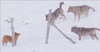 Wolves are known for traveling in packs and preying on smaller creatures. Sometimes, they even prey on household pets such as dogs. 

That's exactly what happened to this poor pup in Abruzzo, Italy when a wolf pack tried to surround him. But this dog wasn't going down without a fight. Just watch as he runs from the wolves as they try to circle him and bite. Thankfully, this dog was able to escape through a fence hole and run to safety. You don't see many moments like these caught on camera. 

Nature can be a scary and deadly place but thankfully this dog was able to return home to his family. I know that they were glad to see this sweet boy safe and sound in one piece. I'm so glad this dog wasn't scared and made it out alive. 