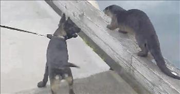 Otter And Puppy Become Best Friends