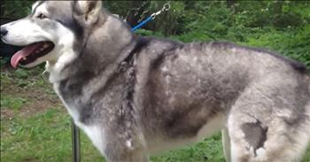 Woman Grooms Her Dog With A Blower