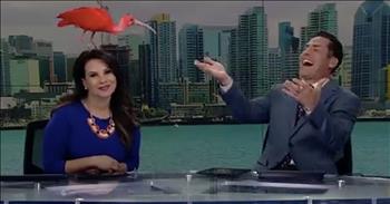 Bird Lands On News Anchor's Head