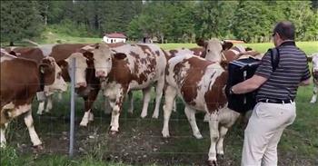 Cows Love The Accordion