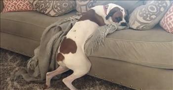 Funny Dog Bend The Rules About Couch