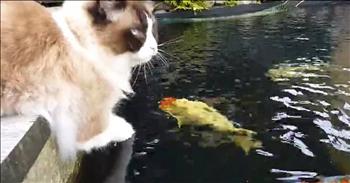 Sometimes the most unlikely animals make the best of friends. And these unlikely buddies just formed the sweetest friendship. Just watch as a fluffy, friendly cat named Timo befriends a Koi Fish. 

This is a friendship that you would least expect but that makes it so much sweeter. Most cats like to eat fish and they are too afraid to get close to the water, but not Timo. Timo likes to sit by the fish pond to get as close to his friend as he can. Just watch as his friend, the Koi Fish, would swim right by him and will allow Timo to pet him. 

He is sitting close enough to touch his friend when he swims by and is sitting far enough to not accidentally fall in. And this isn't the only fish that Timo is friends with. Timo likes to play with the other fish in the pond too. I have never seen a cat get along with a fish until now. Who says that a kitty cannot be friends with a fish?