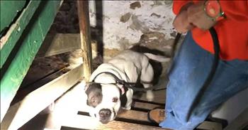 This poor Pitbull was abandoned and left in the basement of a home. No one even knew she was there until someone purchased the house. A woman had just bought a new home when she noticed something very strange in the basement. There was a Pitbull chained downstairs, so she immediately called a rescue team to come and help. 

They had no idea how long the dog has been there, but you can tell that she was so happy to see someone. Her little tail started to wag as soon as the rescue team walked down the stairs to free her. The basement she was living was so filthy. There were trash and waste everywhere. Despite the horrific conditions, this dog was just as sweet as could be. She immediately trusted her rescuers and could not wait to be free. The team named her “Jumping Bean” and the name suited her very well. 

I'm so glad that this sweet pup is now getting the love and attention that she truly deserves. I can't believe any dog owner would do this, but I sure am glad that Jumping Bean is well on her way to a life of freedom.