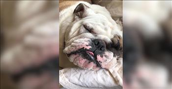 Dog Pretends To Be Asleep To Avoid A Walk