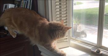 Even though this cat may be indoors, he still has his predatory senses. Just watch as he stares out the window before spotting something that caught his eye. There was a squirrel on the outside window sill that didn't have a care in the world. 

That's when the cat decided to pounce and tried to scare the squirrel from the inside. He tapped his paw and then jumped onto the sill but there was absolutely no reaction. The squirrel acted like he never even heard or saw the cat. I thought for sure the squirrel was going bolt as soon as he heard a loud noise or saw the cat, but I was completely wrong. He just keeps on munching on his treat like nothing has happened. 

Hopefully, this squirrel isn't a routine visitor because I can definitely see him driving the cat completely crazy. Does you cat ever do anything like this?