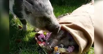 Pig Stays By Soulmate's Side After Her Death