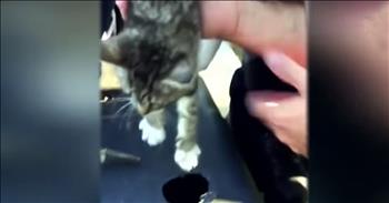 Firefighters Rescue Kitten Trapped In Basketball Hoop