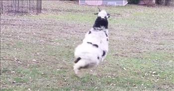 Happy Sheep Cannot Stop Jumping Around
