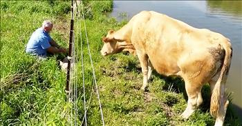 Momma Cow Asks Stranger To Help Her Baby Calf