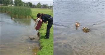 Mama Duckling Adopts 10 Abandoned Babies